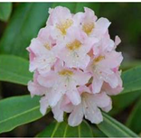 rhododendron　4