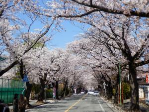 夜の森公園は県内屈指の花見スポット
