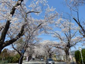 この日は、絶好の花見日和だった