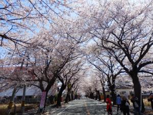 この景色、まさにさくらのトンネル