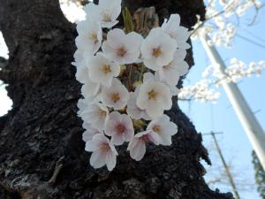 刹那な美も、永遠に心に刻まれる