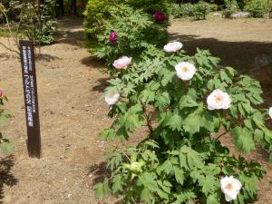 ウルトラの父の植樹01