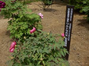 ウルトラの父の植樹02