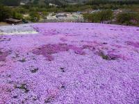 野原一面の芝桜