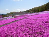 写真では伝えられないが、芝桜の薫りはとても快適的だった
