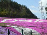 三色の芝桜で平田町のロゴを描く