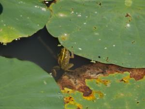 莲花池中的青蛙
