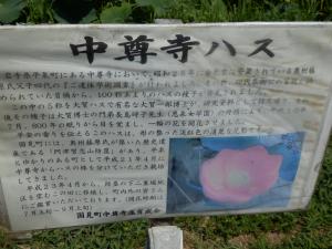 中尊寺ハスの由来