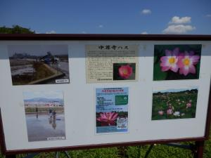 鎮魂の思いを込めた蓮池