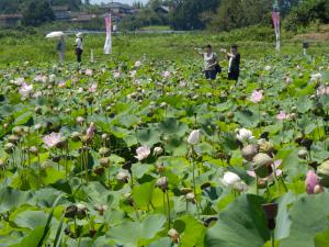 咲き競う蓮の花よ永遠に