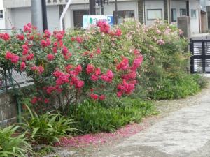 教会の周囲に咲くバラ