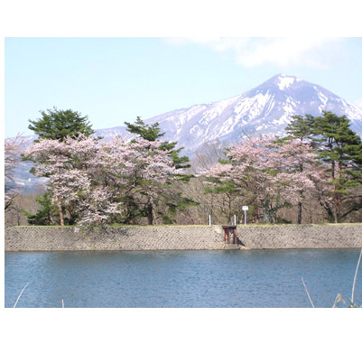 鍋沼の桜と磐梯山
