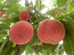 大自然の贈り物