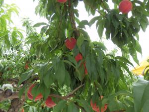 ふくしまの桃①