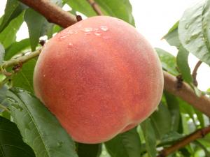 真っ赤に熟れるふくしまの桃