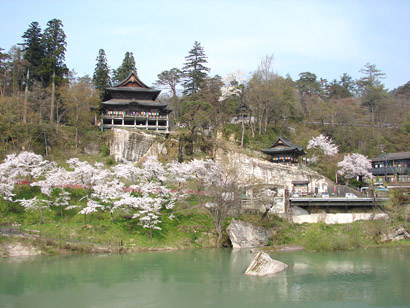 圓蔵寺周辺の桜