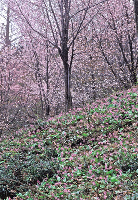 桜とカタクリの花