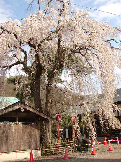 建福寺の枝垂れ桜