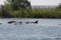 家の近くの川ではカバが泳いでいます！