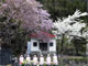 六地蔵の桜