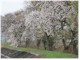 大倉の桜並木