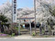 金比羅神社の桜