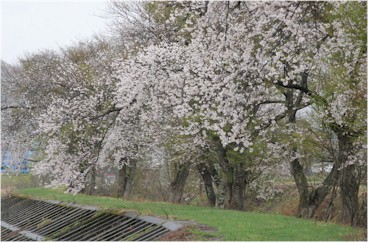 大倉の桜並木