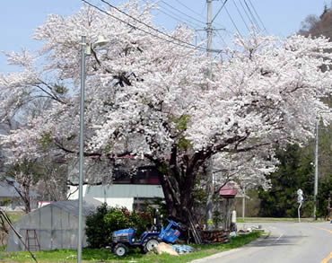 古町の桜