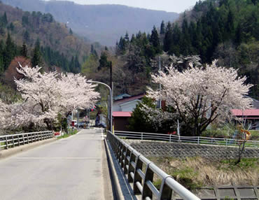 山口の桜