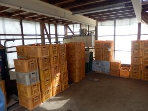 これからはあんぽ柿加工の本番です