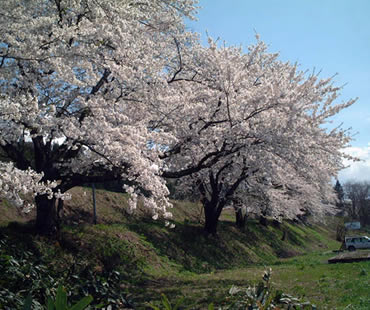 登山口駅の桜