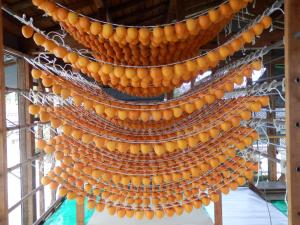 吊るされたあんぽ柿は実に壮観でした