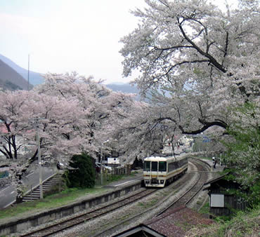 湯野上温泉駅の桜