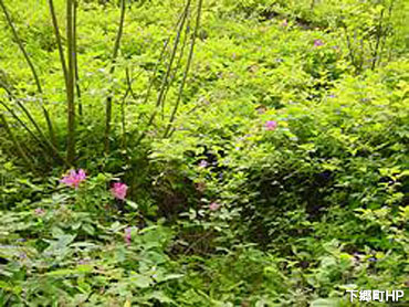 中山風穴地特殊植物群落