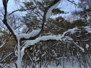 真っ白な雪と木々の世界