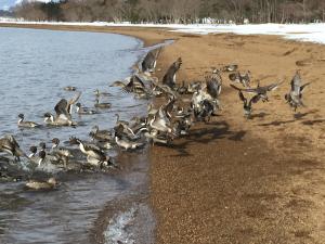 逃げ足の早い鳥たち01