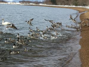 逃げ足の早い鳥たち02