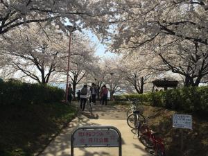桜つづみ公園
