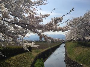 満開のさくら01