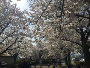 満開のさくら02