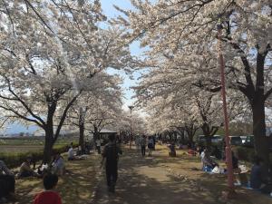 花見を楽しむ人たち