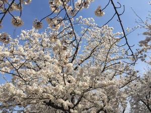 自然の法則に従って咲き誇るさくら