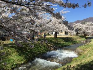 观音寺川的河畔的樱花