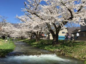 遅咲きのさくら01