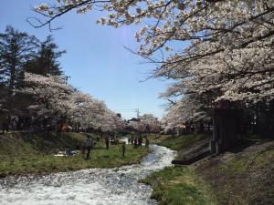 遅咲きのさくら02