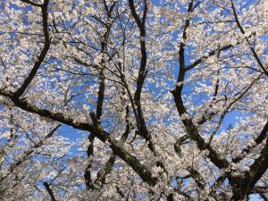 遅咲きのさくら03