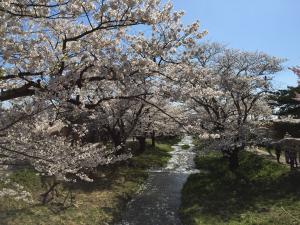 遅咲きのさくら04