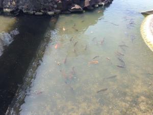 「自遊自在」な金魚たち、と「自由自在」な僕がいる