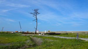 かしまの一本松01