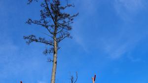 茶色に変色した一本松